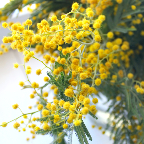 mimoza